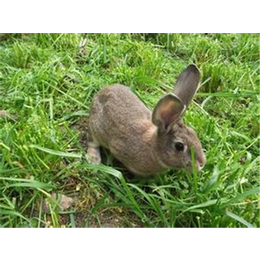 天津奔月野兔|奔月野兔养殖就*|盛佳生态养殖(多图)