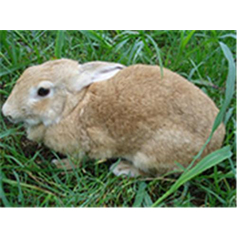 汉阳区奔月野兔|奔月野兔养殖惠万众|盛佳生态养殖(多图)