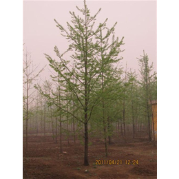 平湖市白果树、泰康银杏(已认证)、25公分白果树