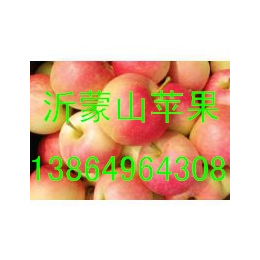 山东藤木苹果供应山东藤木苹果产地价格
