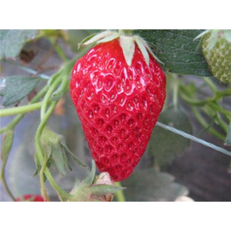 仁源农业科技(图),甜宝草莓苗基地,滨州甜宝草莓苗
