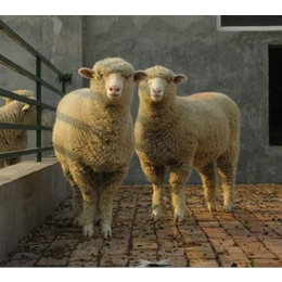 海南种羊,嘉祥种羊场,万隆畜牧养殖(多图)