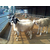 贵州种羊,万隆牧业(****商家),种羊养殖缩略图1