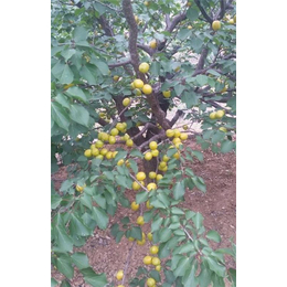 乐山珍珠油杏、新泰超越苗木、珍珠油杏树苗