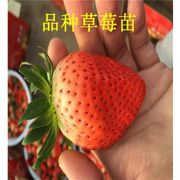 章姬草莓苗价格_草莓苗价格_草莓苗批发商
