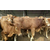 鑫福养殖有限公司200至600斤小牛犊西门塔尔****犊价格缩略图4