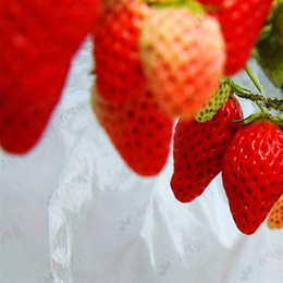 江津红颜草莓苗,泰达园艺场(在线咨询),红颜草莓苗种苗