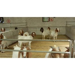 国外品种的羊波尔山羊价格|波尔山羊|新民卢屯公社