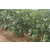 贵州蓝莓幼苗_百色农业_蓝莓幼苗批发商缩略图1