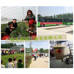 南阳草莓基地|大山生态园|南阳草莓基地批发市场