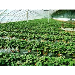 泗水县四季草莓苗、四季草莓苗栽培、志达园艺场(多图)缩略图
