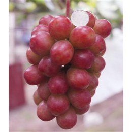 葡萄苗|新农果树值得推荐|葡萄苗