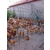 湖北华绿红毛鸡养殖技术红毛鸡养殖成本红毛鸡养殖利润等缩略图4