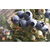 都江堰蓝莓苗|百色农业(在线咨询)|蓝莓苗繁育缩略图1