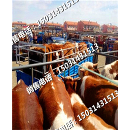 张北县牲畜市场交易肉牛犊市场