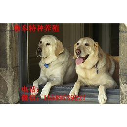 全国犬、鲁东养殖、拉布拉多犬