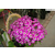 武汉花卉|花卉种植|心诚园艺(多图)缩略图1