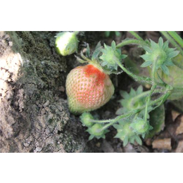 郑州甜宝草莓苗|甜宝草莓苗栽培技术|龙鑫苗木