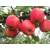 哈尔滨苹果苗、8公分M9T337自根砧苹果苗、泰安泽阳园艺场缩略图1