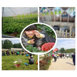 南阳草莓园、大山草莓园*的有机草莓、南阳大山草莓园