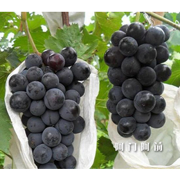 黑葡萄的营养价值