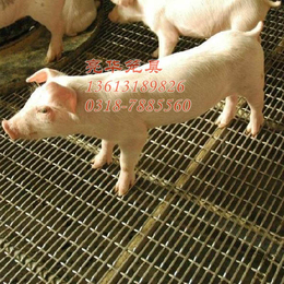 猪床网猪地板网鹌鹑笼兔笼鸽笼鸡笼子母兔笼商品兔笼