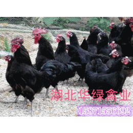 供应四川泸州绿壳蛋鸡苗价格绿壳蛋鸡种苗生产批发商