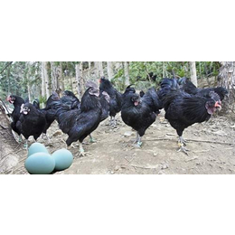 绿壳蛋鸡、绿壳蛋鸡品种、易科麦种禽