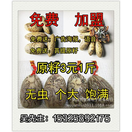 菩提籽批发,天津菩提籽,义乌联邦商贸*