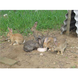 奔月野兔养殖市场前景好,江夏区奔月野兔养殖,盛佳生态养殖