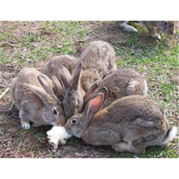 四川奔月野兔养殖,盛佳生态养殖,奔月野兔养殖科学致富