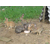福建奔月野兔养殖_奔月野兔养殖加盟_盛佳生态养殖缩略图1