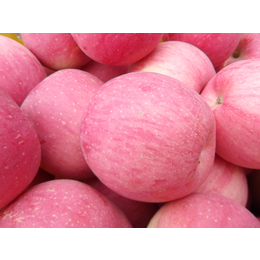 陜西洛川縣有機紅富士蘋果供應