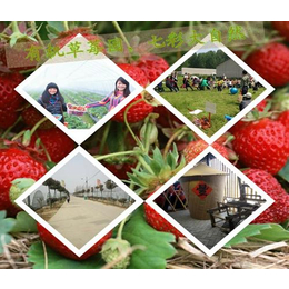 南阳草莓园,大山生态园草莓熟了,南阳草莓园种植基地