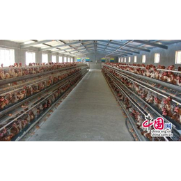 肉鸡养殖大棚厂|肉鸡养殖大棚|久阳畜牧工程(查看)