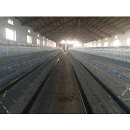 铜陵鸡笼、江海机械(在线咨询)、蛋鸡笼生产