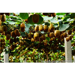 北方猕猴桃(图),猕猴桃种植产业,徐州猕猴桃种植