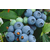 哪里有能买到蓝莓苗、武汉蓝莓苗、百色农业(查看)缩略图1