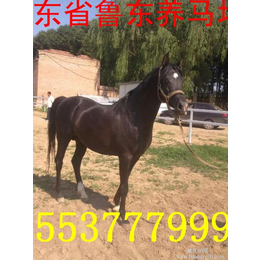 鲁东养殖(多图),山东济宁出售矮马  马术用具 蒙古马鞍子