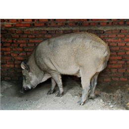 黑猪,新民卢屯公社,沈阳营养的黑猪肉价格