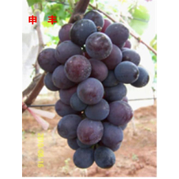 神农架葡萄品种|早熟葡萄品种|湖北****葡萄品种
