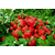 潍坊草莓苗,润丰苗木(在线咨询),奶油草莓苗价格缩略图1