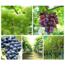 南阳葡萄种植、紫藤斋葡萄庄园价格优惠 好吃、南阳葡萄采摘