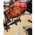 河北肉牛销售市场西门塔尔牛的中国化缩略图2