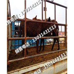 中国河北肉牛销售市场西门塔尔牛