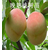 映霜红桃树苗|湖北桃树苗价格(在线咨询)|映霜红桃树苗批发缩略图1