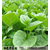    大叶木耳菜 蔬菜种子 阳台种菜 圆叶 豆腐菜 炒食或做汤 缩略图3