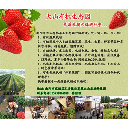 南阳草莓园_大山生态园草莓大棚暖和_南阳草莓园种植基地