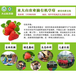 南阳草莓园种植基地、南阳草莓园、大山生态园草莓大棚暖和