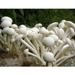聊城平菇种植|腾飞食用菌|平菇种植